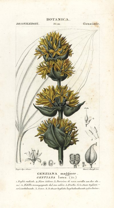 Great Yellow Gentian by Stanghi Stanghi