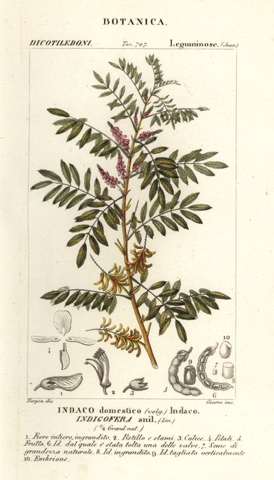 Guatemalan indigo, Indigofera suffruticosa by Stanghi Stanghi