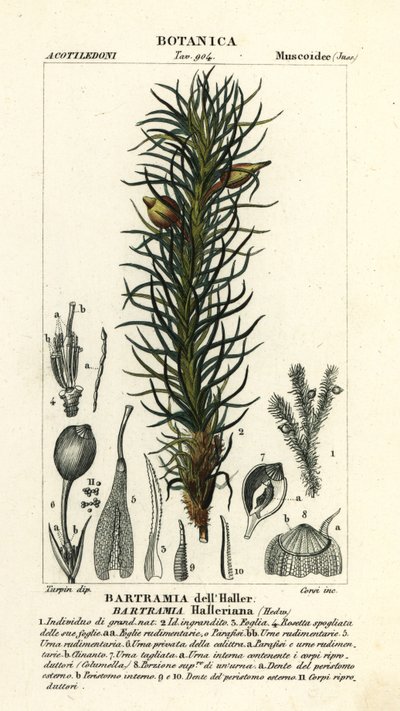 Haller’s Apple Moss, Bartramia halleriana by Stanghi Stanghi