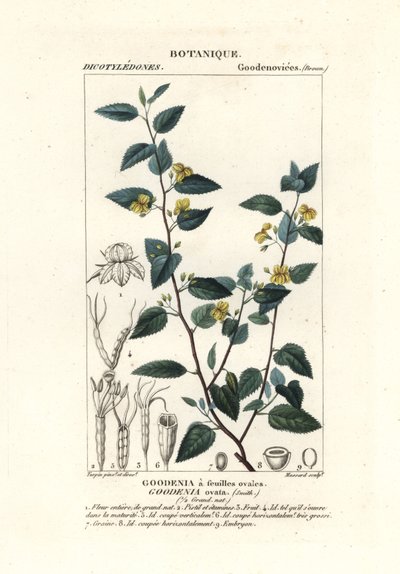 Hop Goodenia, Goodenia Ovata by Stanghi Stanghi