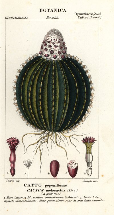 Melon Cactus by Stanghi Stanghi