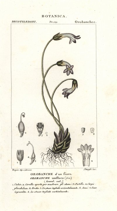 One-flowered broomrape by Stanghi Stanghi