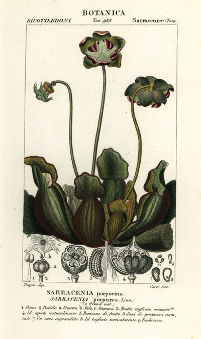 Purple Pitcher Plant, Sarracenia purpurea by Stanghi Stanghi