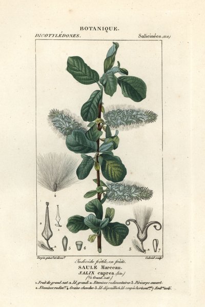 Pussy willow, Salix caprea by Stanghi Stanghi