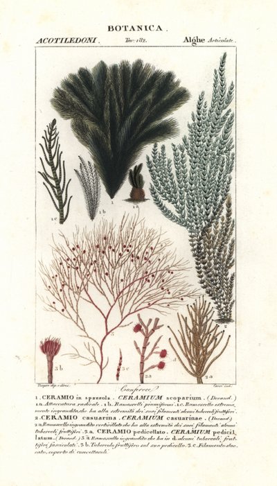 Red Algae Seaweed Species by Stanghi Stanghi
