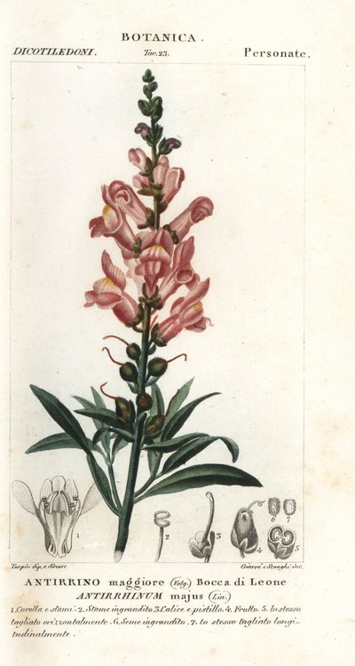 Snapdragon, Antirrhinum majus by Stanghi Stanghi
