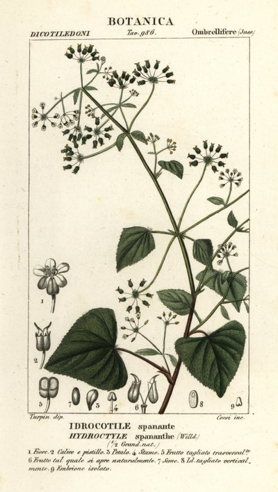 Spananthe paniculata, Hydrocotyle spananthe by Stanghi Stanghi