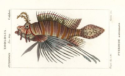 Spotfin lionfish, Pterois antennata by Stanghi Stanghi