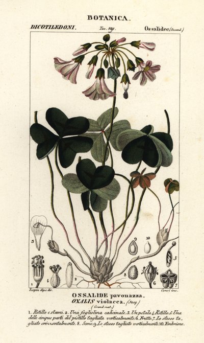 Violet wood-sorrel, Oxalis violacea by Stanghi Stanghi