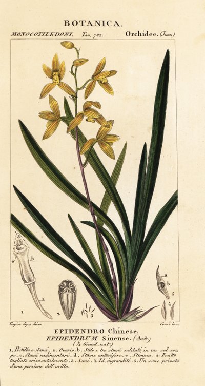 Wan Dai-fu Orchid, Cymbidium Sinense by Stanghi Stanghi