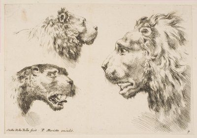 Heads of Three Lions by Stefano della Bella
