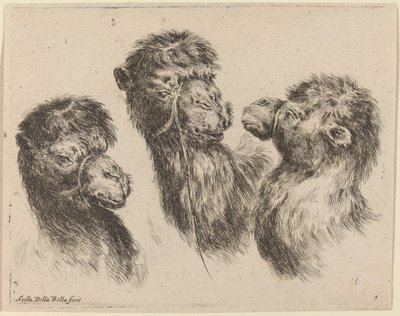 Three Camel Heads by Stefano della Bella