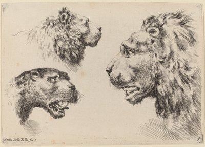 Three Lion Heads by Stefano della Bella
