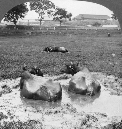 Buffalo wallow, Burma, 1908 by Stereo Travel Co