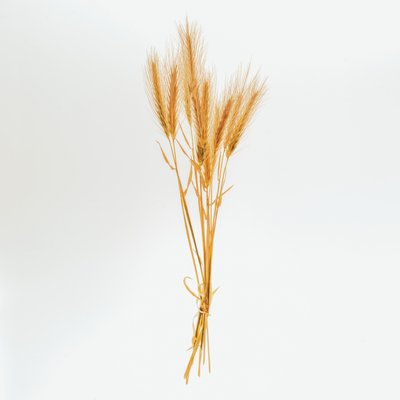 Barley No. 01, 2020 by Steve Gallagher