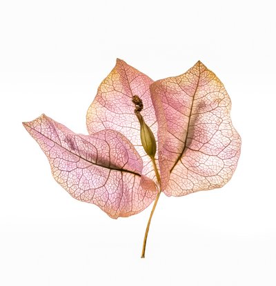Bougainvillea Bract No. 01, 2020 by Steve Gallagher