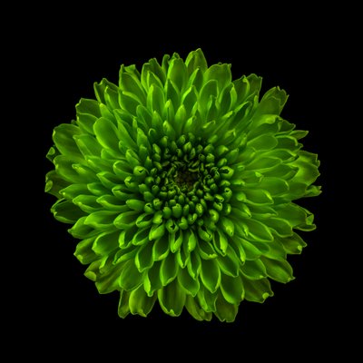 Chrysanthemum No. 01, 2020 by Steve Gallagher