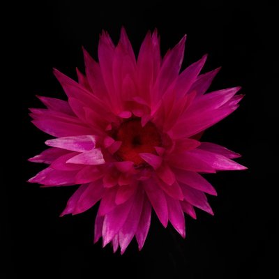 Dried Dahlia No. 01 by Steve Gallagher