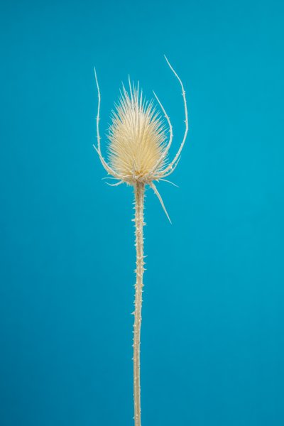 Dried Teasel No. 01, 2021 by Steve Gallagher
