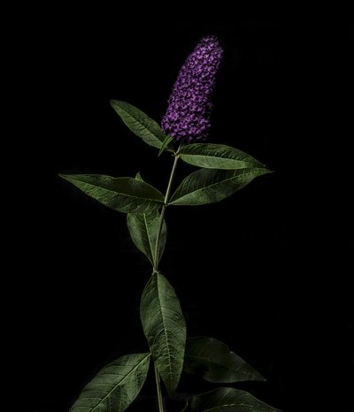 Purple Buddleja, 2020 by Steve Gallagher