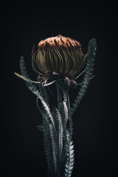 Single Protea, 2021 by Steve Gallagher