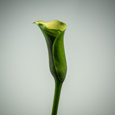 Single Green Calla Lily by Steve Gallagher