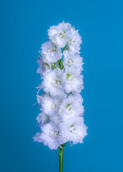 White Delphinium by Steve Gallagher