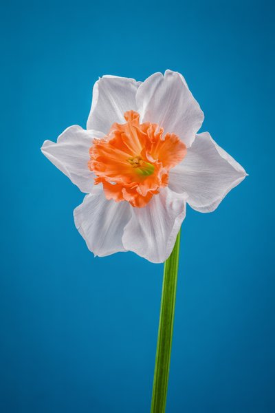 White and orange Daffodil, 2021 by Steve Gallagher