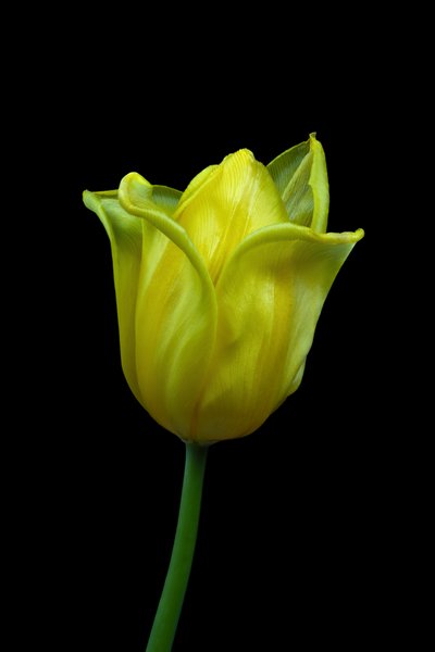 Yellow Tulip No.02 by Steve Gallagher