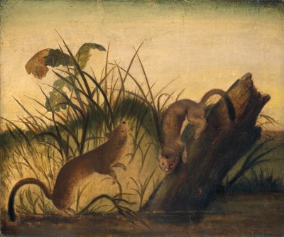 Long-Tailed Weasel by Studio of John James Audubon