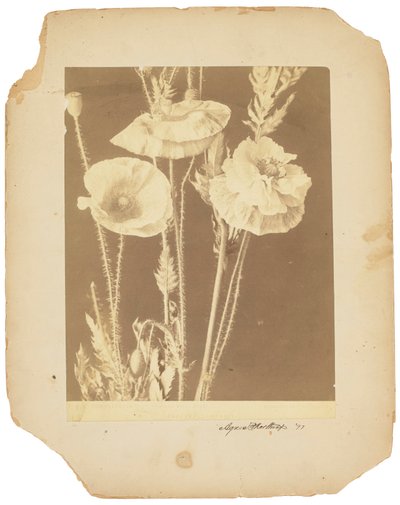 Poppies by Studios Tiffany