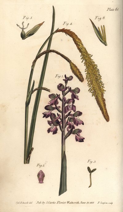 Purple orchid, Orchis mascula, Gynandria by Sydenham Teast Edwards