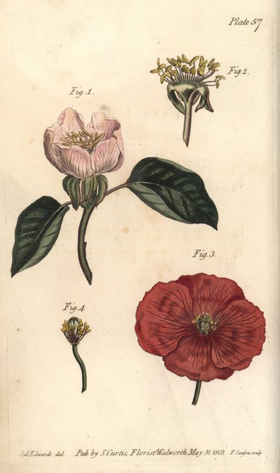 Quince flower, Cydonia oblonga, Icosandria by Sydenham Teast Edwards