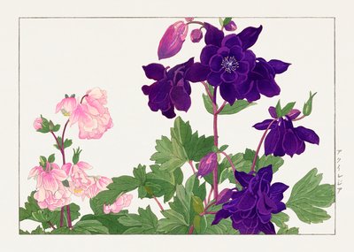 Aquilegia Flower from "Seiyou Sokazufu" by Tanigami Konan