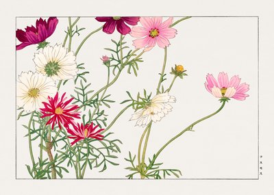 Cosmos Flower from "Seiyou Sokazufu" by Tanigami Konan