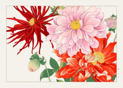 Dahlia Flower from "Seiyou Sokazufu" by Tanigami Konan