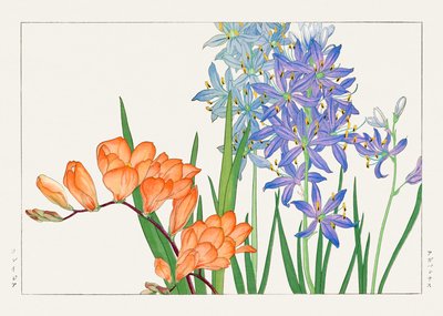 Freesia Flower from "Seiyou Sokazufu" by Tanigami Konan