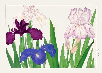 Iris Flower from "Seiyou Sokazufu" by Tanigami Konan