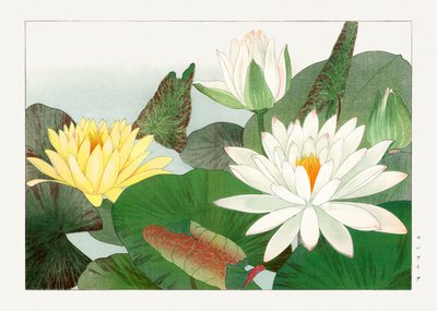 Nymphaea Lotus from "Seiyou Sokazufu" by Tanigami Konan