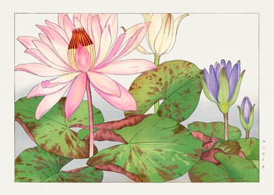 Nymphaea Lotus from "Seiyou Sokazufu" by Tanigami Konan