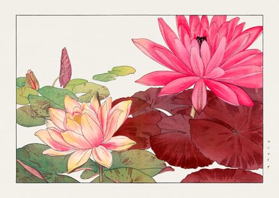 Nymphaea Lotus from "Seiyou Sokazufu" by Tanigami Konan
