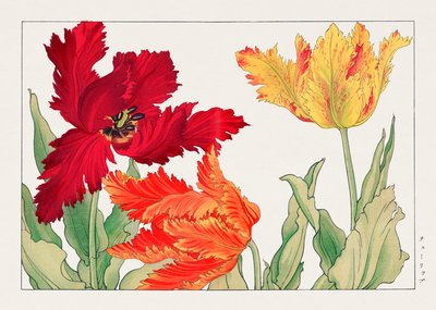 Parrot Tulip from "Seiyou Sokazufu" by Tanigami Konan