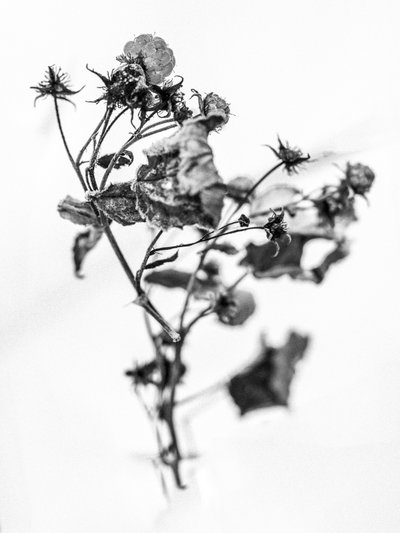 Amid the Flowers 10, 2021 by Teis Albers