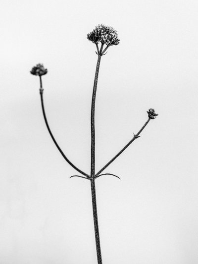 Amid the Flowers 11 by Teis Albers