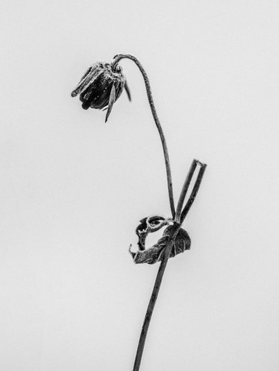 Amid the Flowers 12, 2021 by Teis Albers