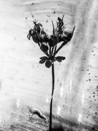 Amid the Flowers 14, 2021 by Teis Albers
