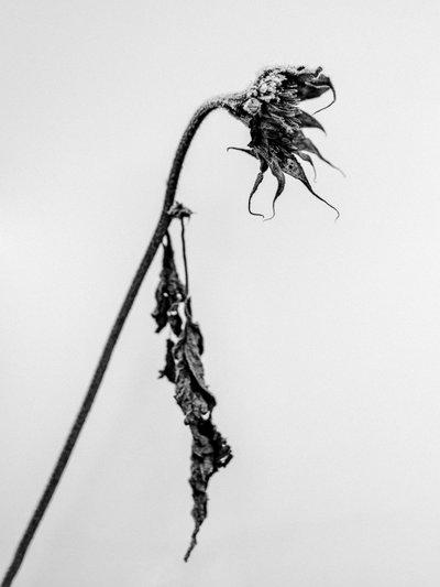 Amid the Flowers 15, 2021 by Teis Albers