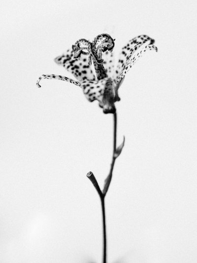 Amid the Flowers 18 by Teis Albers