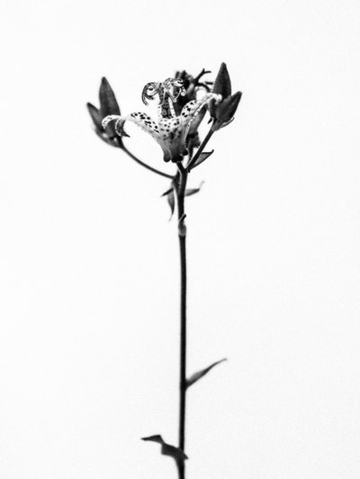 Amid the Flowers 19 by Teis Albers