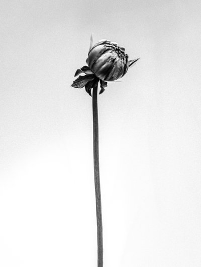Amid the Flowers 20, 2021 by Teis Albers